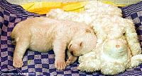 Fauna & Flora: very young polar bear