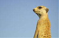 Fauna & Flora: Meerkat (suricate), Suricata suricatta