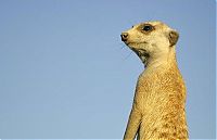 TopRq.com search results: Meerkat (suricate), Suricata suricatta