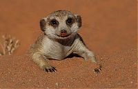 Fauna & Flora: Meerkat (suricate), Suricata suricatta