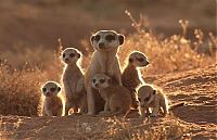 Fauna & Flora: Meerkat (suricate), Suricata suricatta