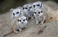 TopRq.com search results: Meerkat (suricate), Suricata suricatta