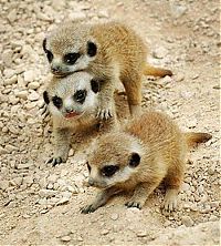 Fauna & Flora: Meerkat (suricate), Suricata suricatta