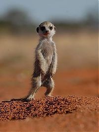 Fauna & Flora: Meerkat (suricate), Suricata suricatta