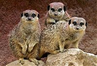 Fauna & Flora: Meerkat (suricate), Suricata suricatta