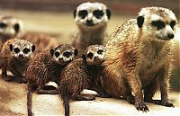 TopRq.com search results: Meerkat (suricate), Suricata suricatta