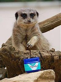 Fauna & Flora: Meerkat (suricate), Suricata suricatta