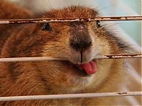 Fauna & Flora: Groundhog, Marmota monax