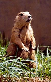 TopRq.com search results: Groundhog, Marmota monax