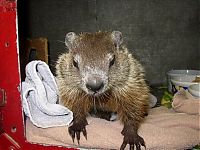 Fauna & Flora: Groundhog, Marmota monax