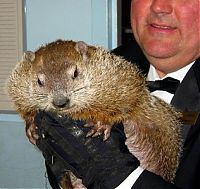 Fauna & Flora: Groundhog, Marmota monax