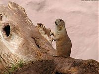 TopRq.com search results: Groundhog, Marmota monax