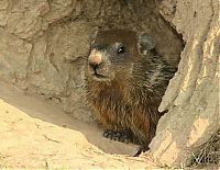 Fauna & Flora: Groundhog, Marmota monax