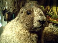 Fauna & Flora: Groundhog, Marmota monax