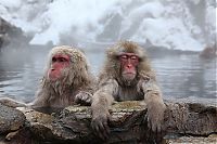 Fauna & Flora: Japanese Swimming Macaques, Snow Monkeys