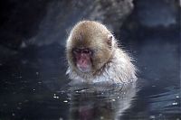 TopRq.com search results: Japanese Swimming Macaques, Snow Monkeys