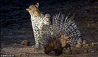 Fauna & Flora: Tachyglossus Aculeatus with small Leopard
