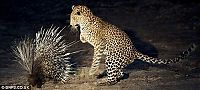 TopRq.com search results: Tachyglossus Aculeatus with small Leopard