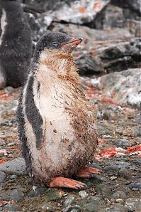 Fauna & Flora: penguins
