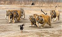 Fauna & Flora: tigers playing with hen