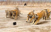 Fauna & Flora: tigers playing with hen