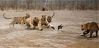 Fauna & Flora: tigers playing with hen