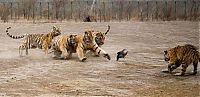 TopRq.com search results: tigers playing with hen