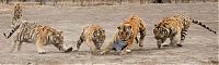 Fauna & Flora: tigers playing with hen