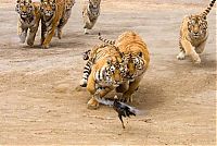 TopRq.com search results: tigers playing with hen