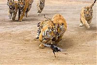 Fauna & Flora: tigers playing with hen