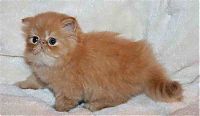 TopRq.com search results: growing red-haired kitten