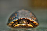 Fauna & Flora: little turtle