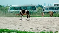 Fauna & Flora: Feeding the tigers with live cow in China
