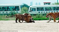 Fauna & Flora: Feeding the tigers with live cow in China