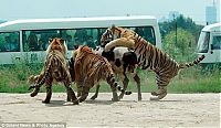 Fauna & Flora: Feeding the tigers with live cow in China