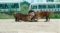 Fauna & Flora: Feeding the tigers with live cow in China