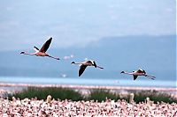 Fauna & Flora: Pink blanket of flamingos, Rift Valley lakes, Nakuru Lake National Park, Kenya