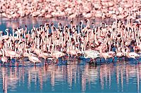 TopRq.com search results: Pink blanket of flamingos, Rift Valley lakes, Nakuru Lake National Park, Kenya