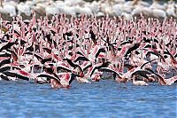 TopRq.com search results: Pink blanket of flamingos, Rift Valley lakes, Nakuru Lake National Park, Kenya