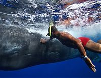 TopRq.com search results: Whale conjurer, underwater world, Dominican Republic