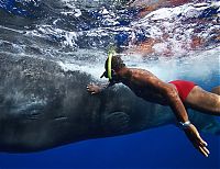 Fauna & Flora: Whale conjurer, underwater world, Dominican Republic