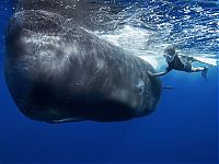 Fauna & Flora: Whale conjurer, underwater world, Dominican Republic