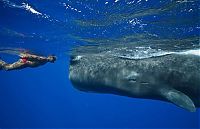 Fauna & Flora: Whale conjurer, underwater world, Dominican Republic