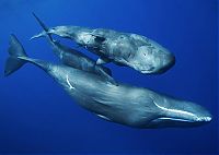 Fauna & Flora: Whale conjurer, underwater world, Dominican Republic