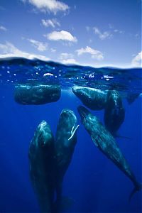 TopRq.com search results: Whale conjurer, underwater world, Dominican Republic