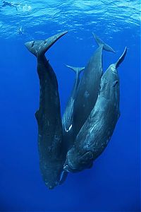 Fauna & Flora: Whale conjurer, underwater world, Dominican Republic