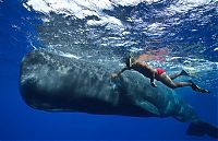 Fauna & Flora: Whale conjurer, underwater world, Dominican Republic