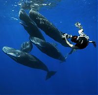 Fauna & Flora: Whale conjurer, underwater world, Dominican Republic