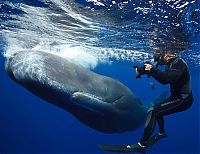 Fauna & Flora: Whale conjurer, underwater world, Dominican Republic
