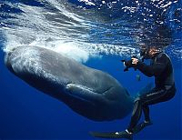 TopRq.com search results: Whale conjurer, underwater world, Dominican Republic